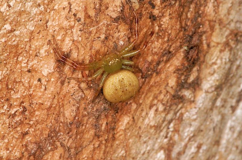 Diaea_pilula_D5538_D_88_Lake Broadwater_Australie.jpg